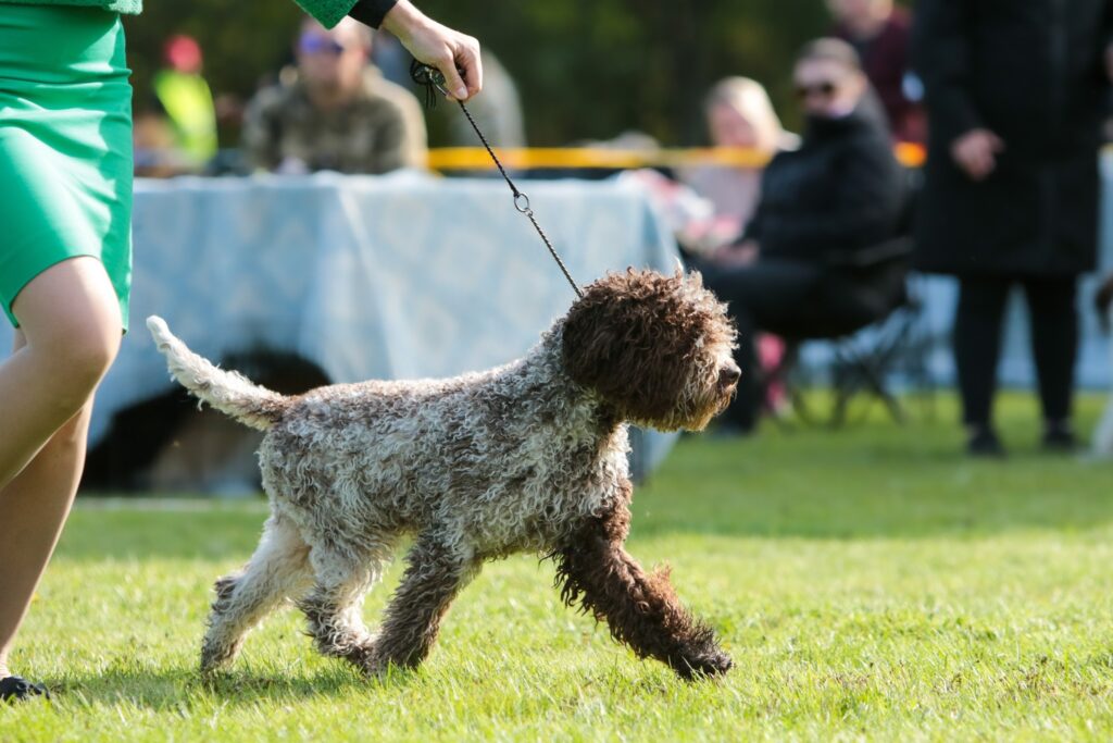 Valburg Lagotto Heaven Flash Of The Blade