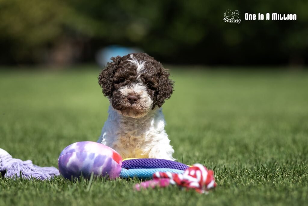 fehér-barna Lagotto Romagnolo kiskutya