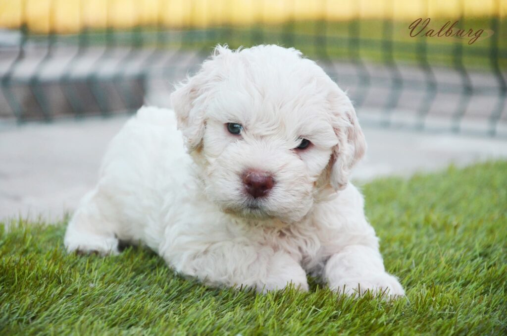 Fehér olasz vízikutya