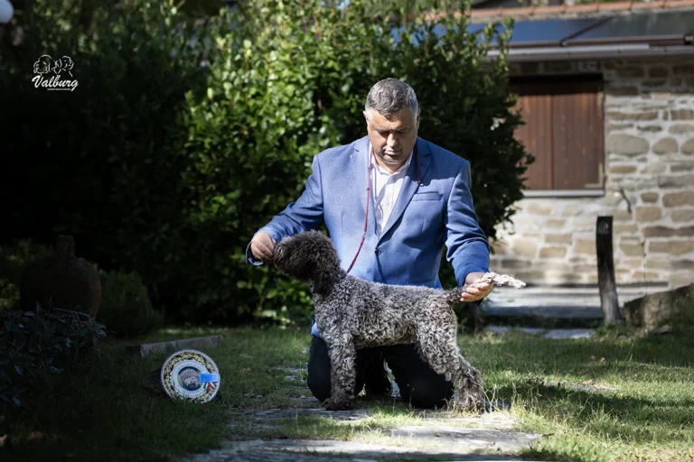 Valburg Lagotto Heaven I Love Rock 'N Roll