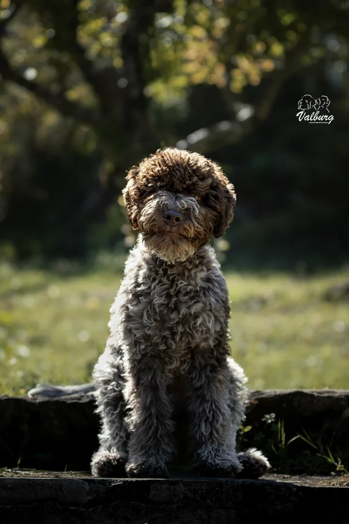 Rozebottel's Viva Life On Mars