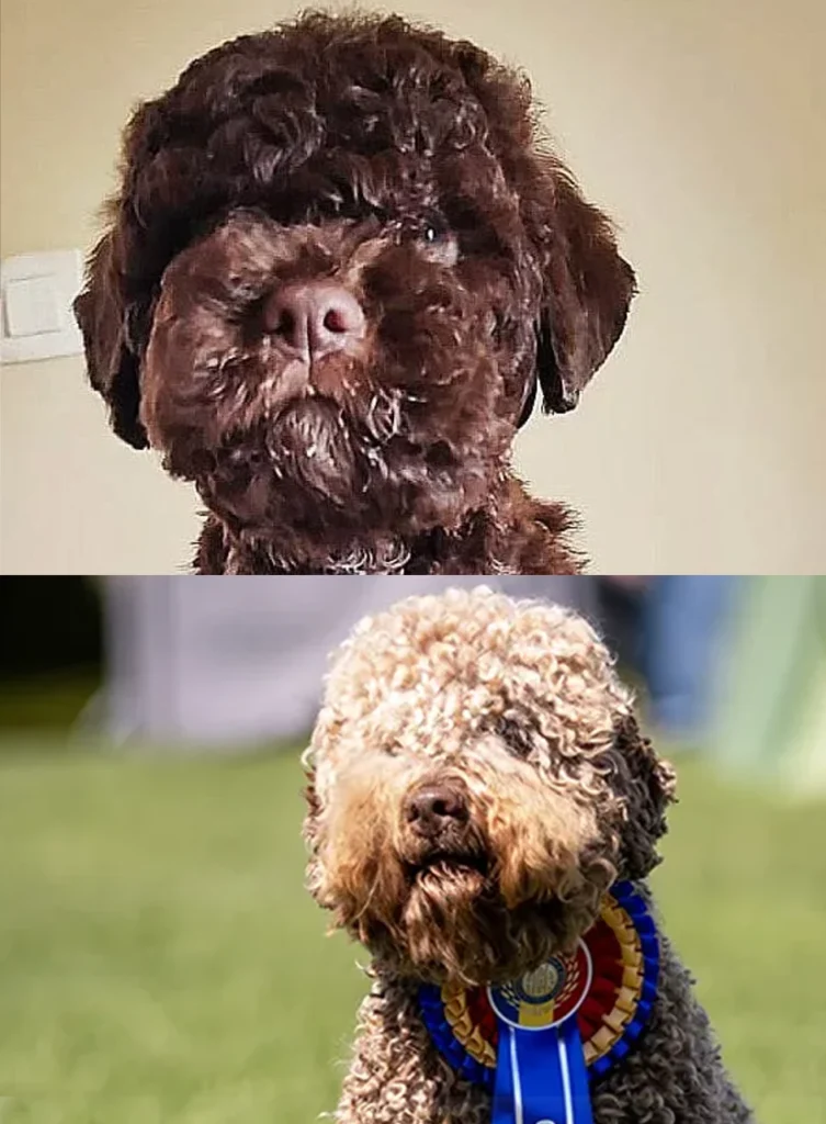 Barna lagotto