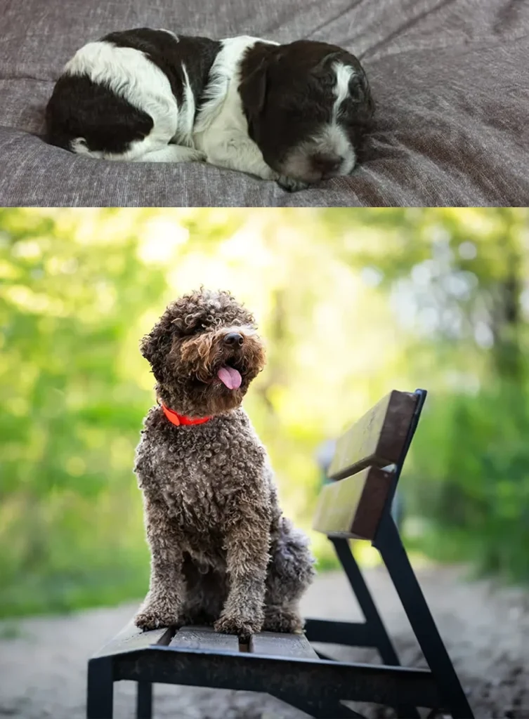 Barna-deres lagotto romagnolo