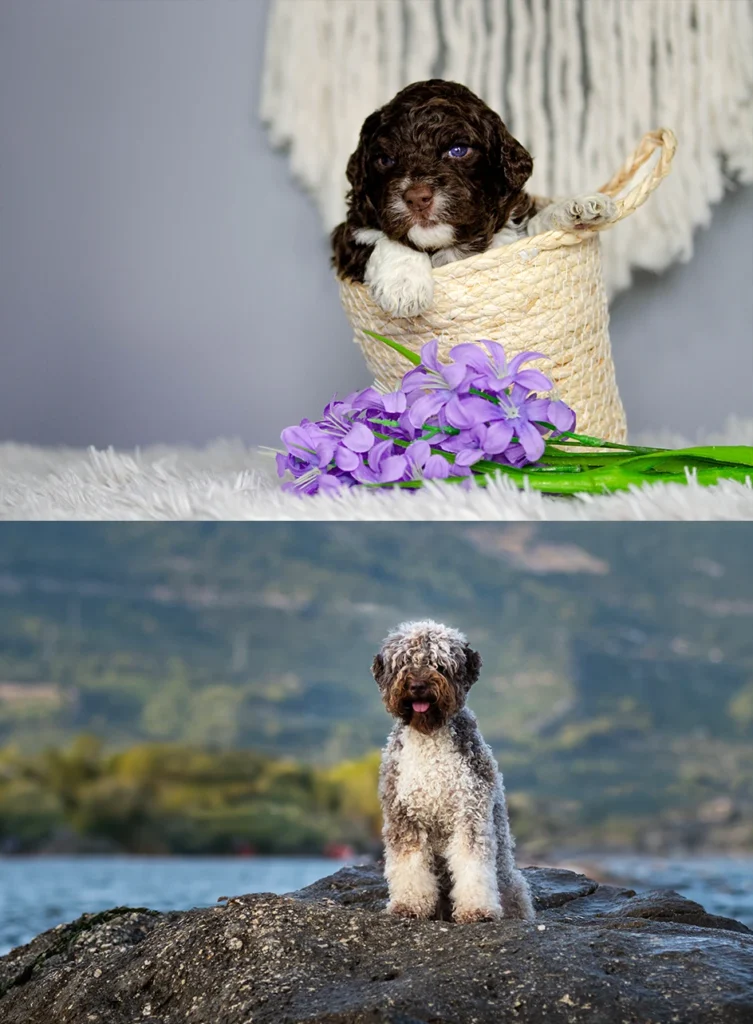 Barna lagotto fehér jegyekkel