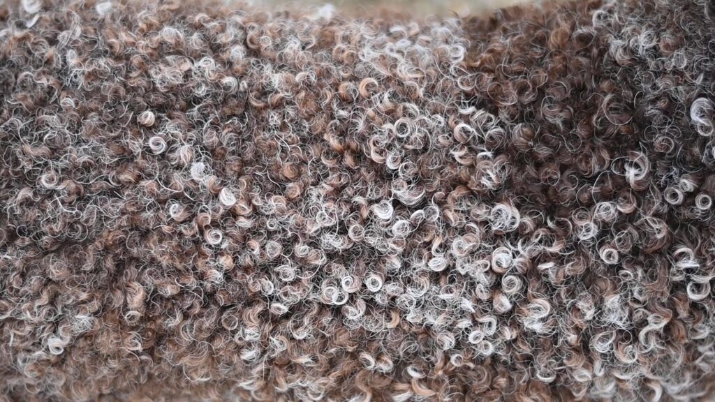 Göndör lagotto szőr