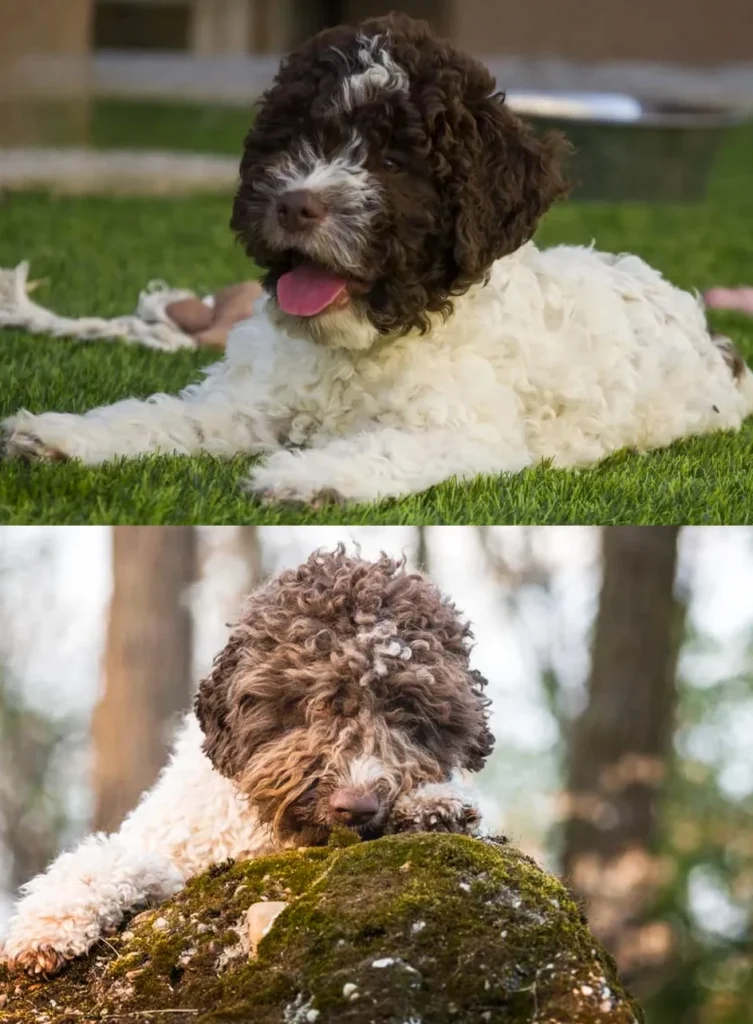 Fehér-barna lagotto