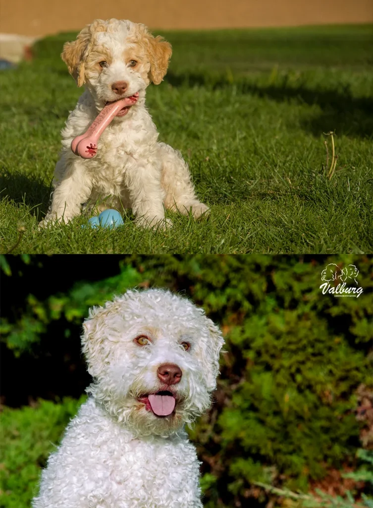 Fehér-narancs olasz vízikutya