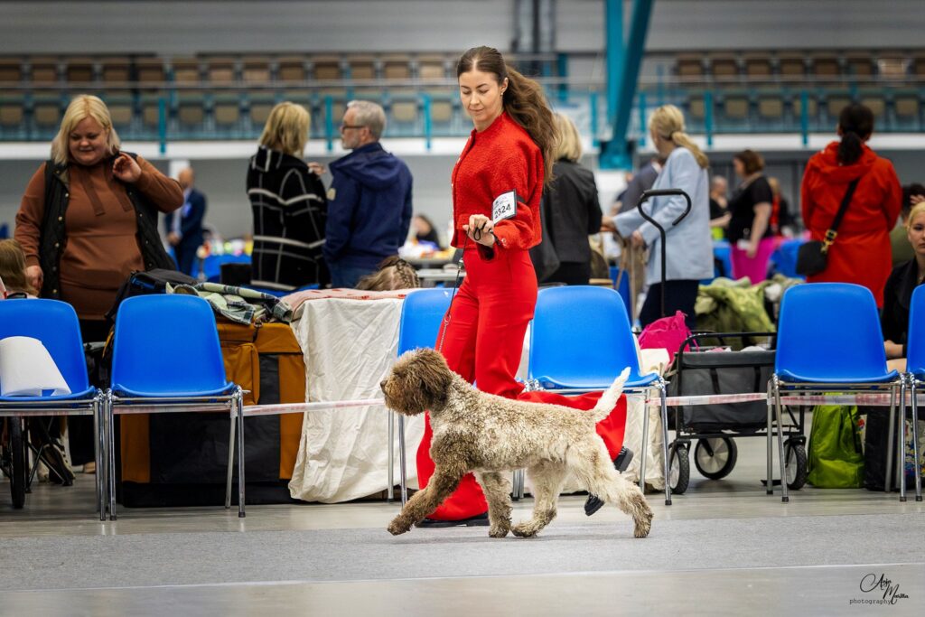 Valburg Lagotto Heaven Flash Of The Blade