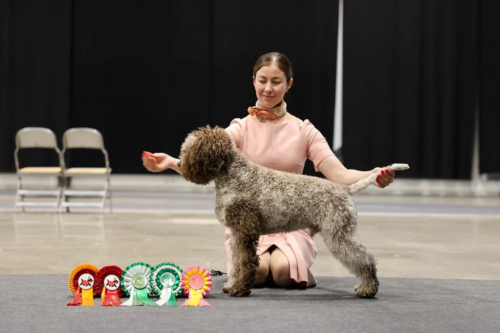 Valburg Lagotto Heaven Flash Of The Blade