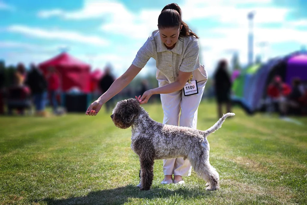 Valburg Lagotto Heaven Flash Of The Blade