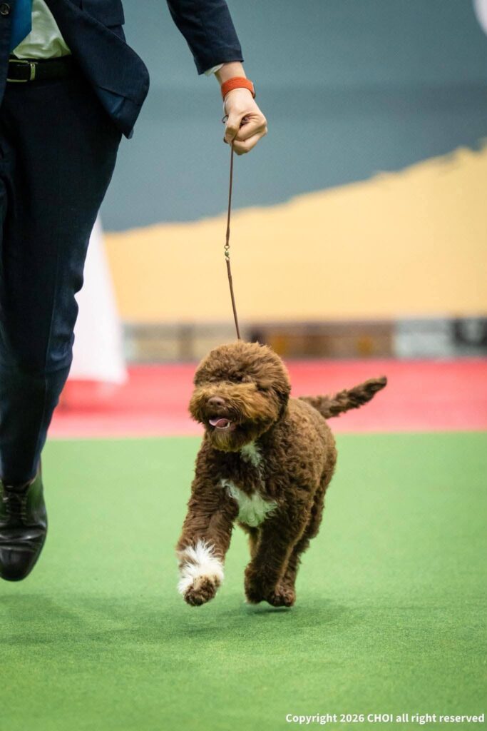 Valburg Lagotto Heaven Katarina Rostova