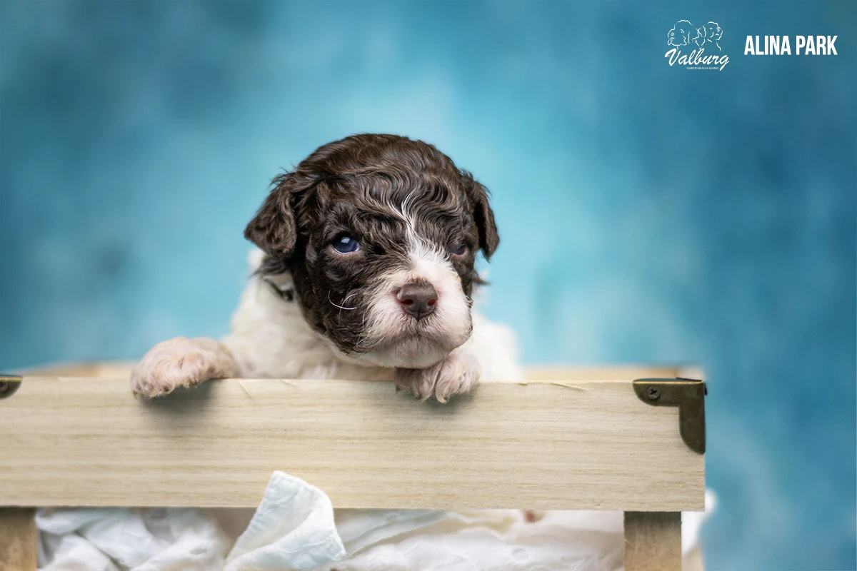Valburg Lagotto Heaven Alina Park