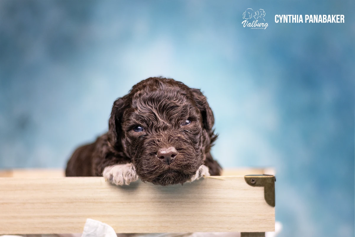 Valburg Lagotto Heaven Cynthia Panabaker