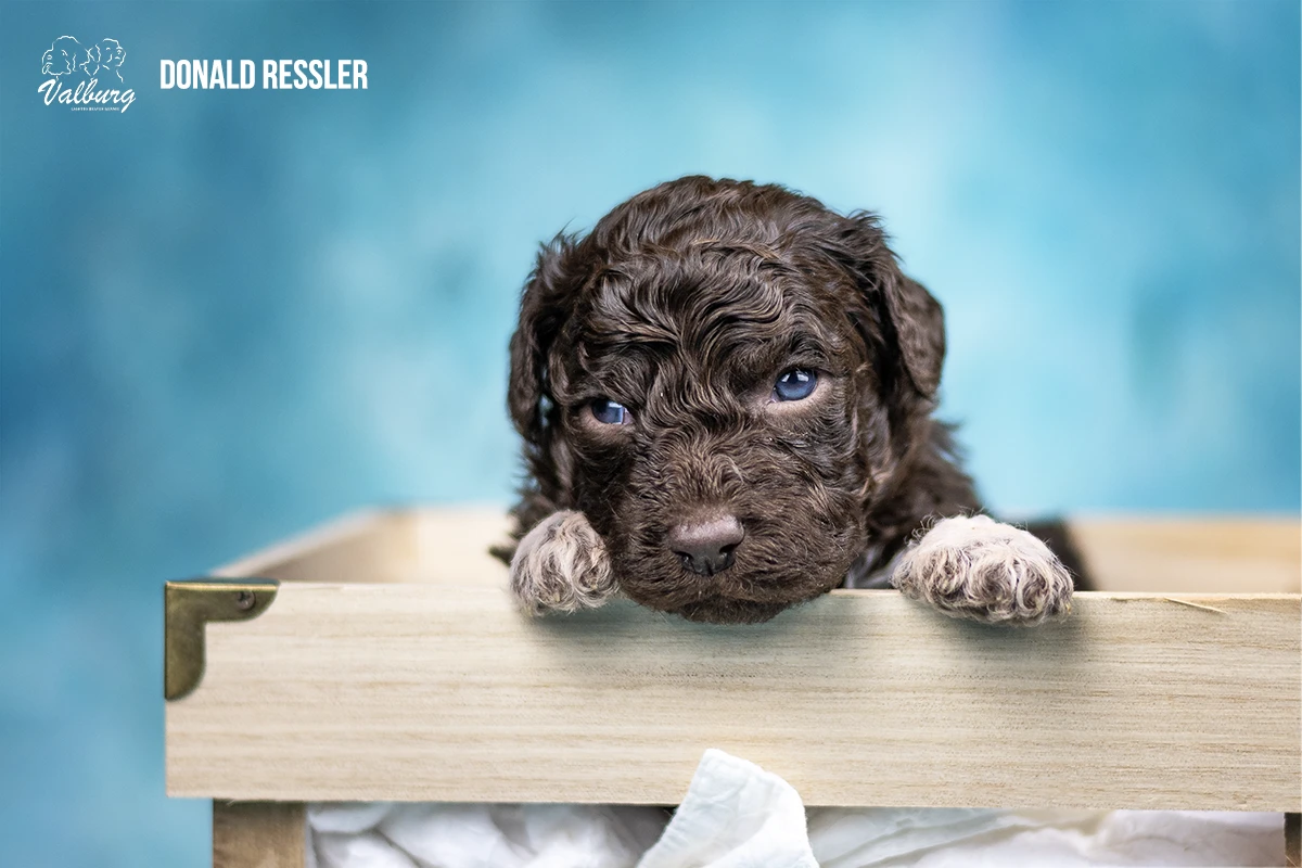 Valburg Lagotto Heaven Donald Ressler