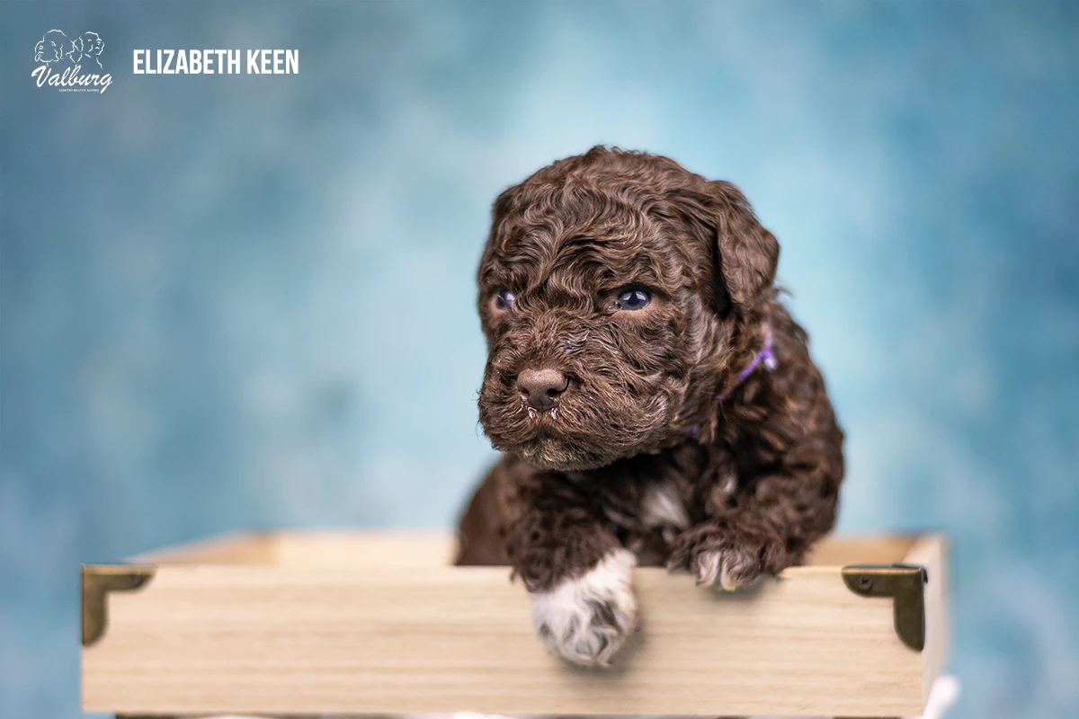 Valburg Lagotto Heaven Elizabeth Keen