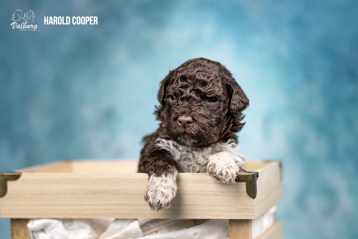 Valburg Lagotto Heaven Harold Cooper
