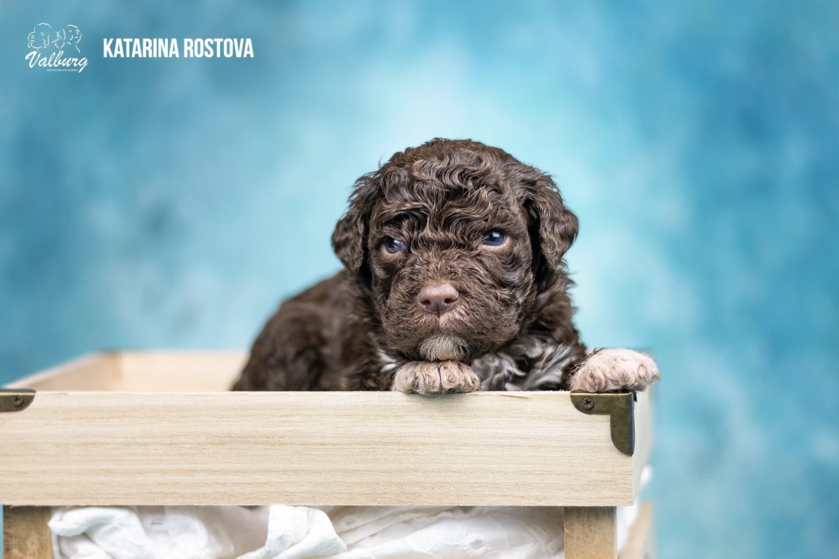 Valburg Lagotto Heaven Katarina Rostova