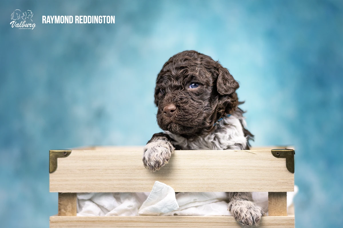 Valburg Lagotto Heaven Raymond Reddington