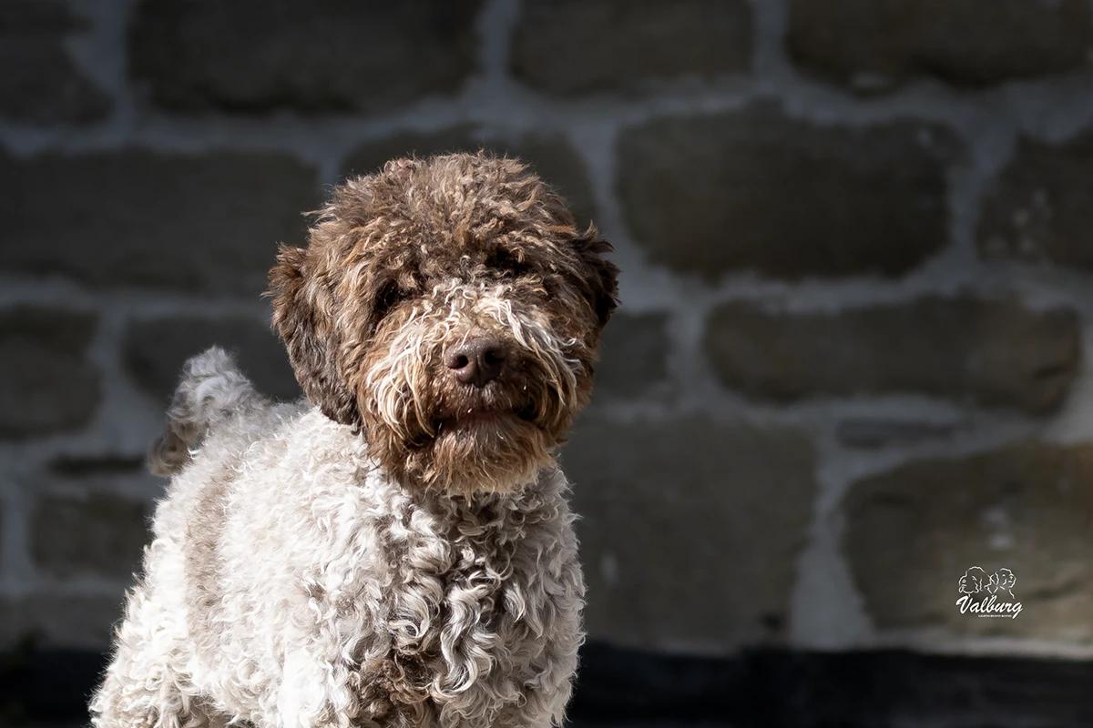 Valburg Lagotto Heaven I Love Rock 'N Roll
