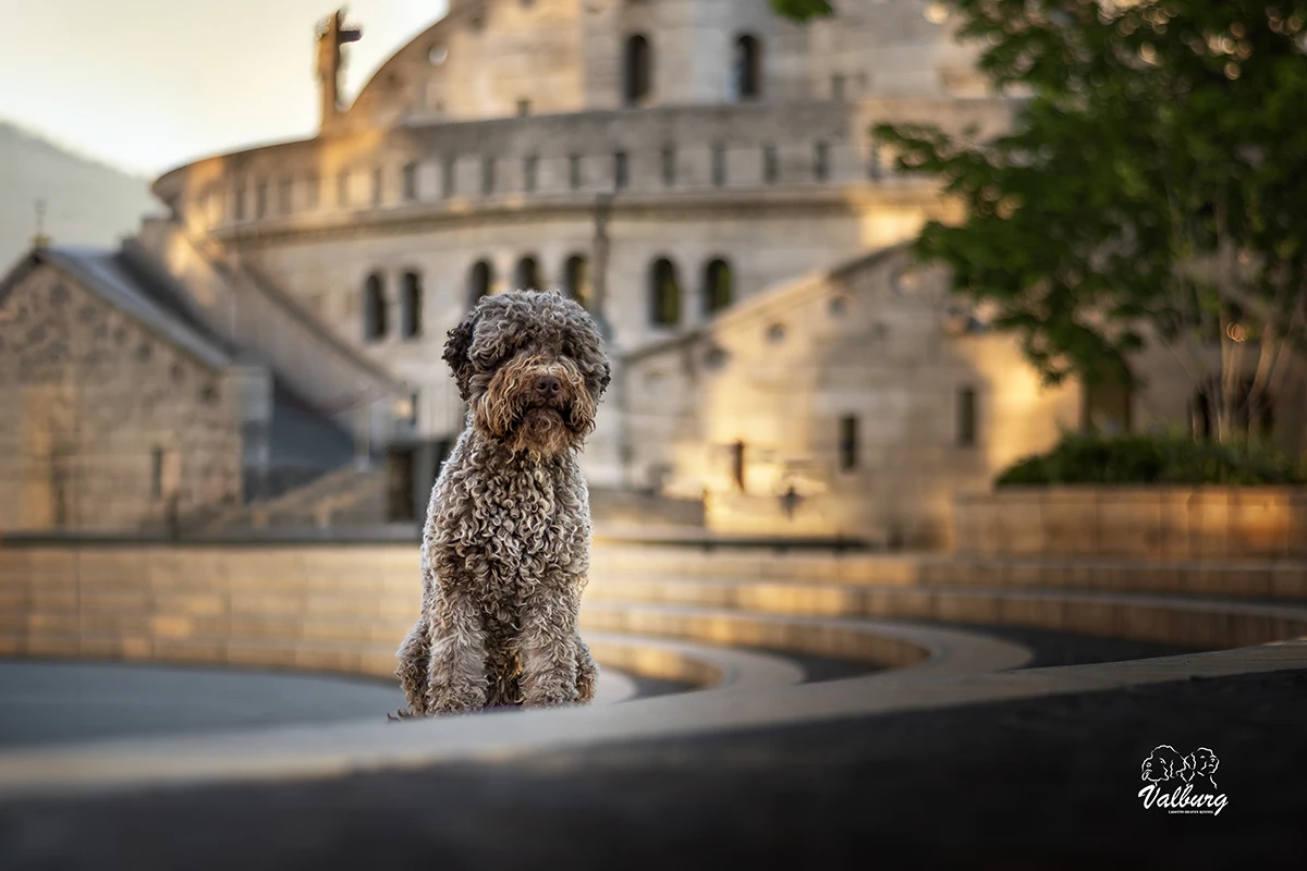 lagotto romagnolo