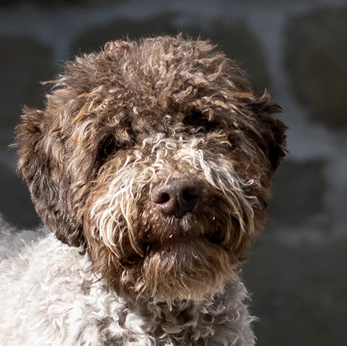 Valburg Lagotto Heaven I Love Rock 'N Roll