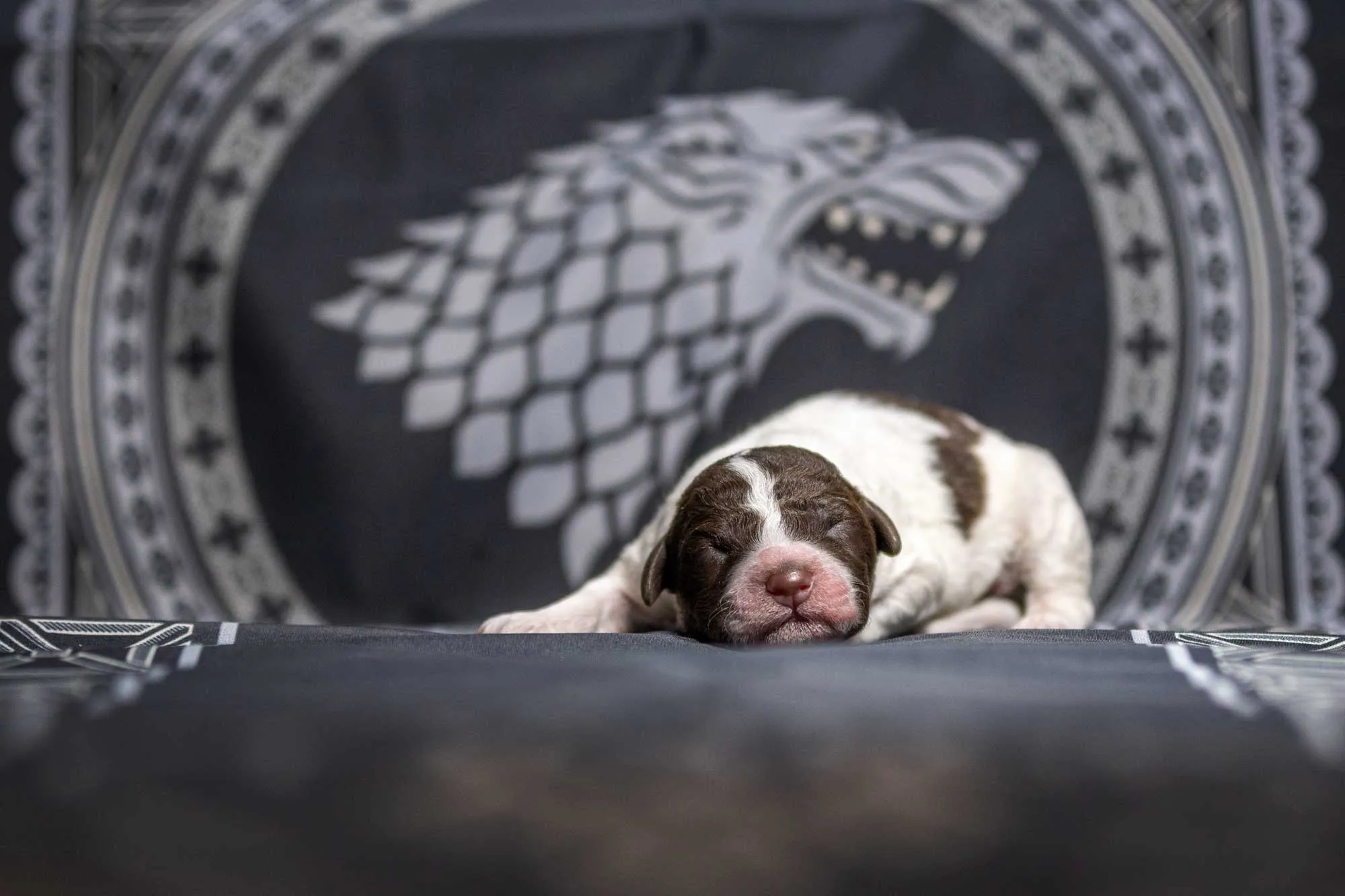 Game Of Thrones litter 2023