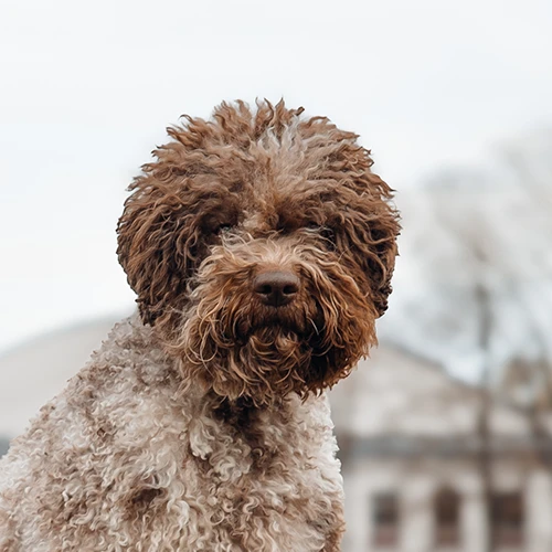 Valburg Lagotto Heaven Flash Of The Blade