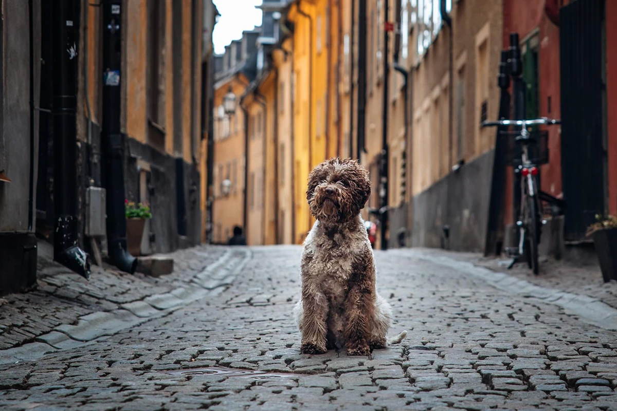lagotto