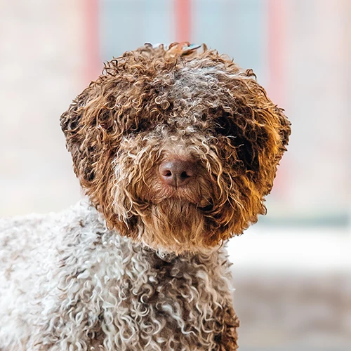 Valburg Lagotto Heaven Flash Of The Blade