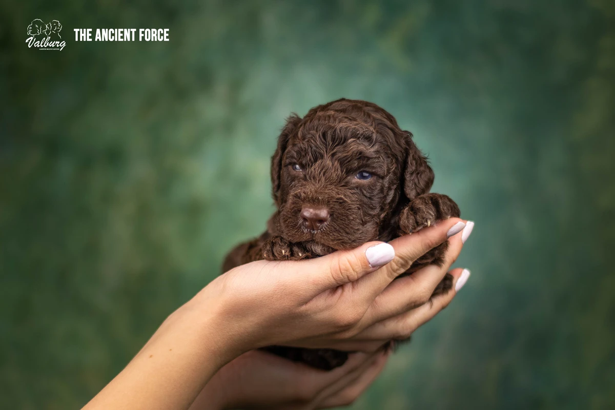Valburg Lagotto Heaven The Ancient Force
