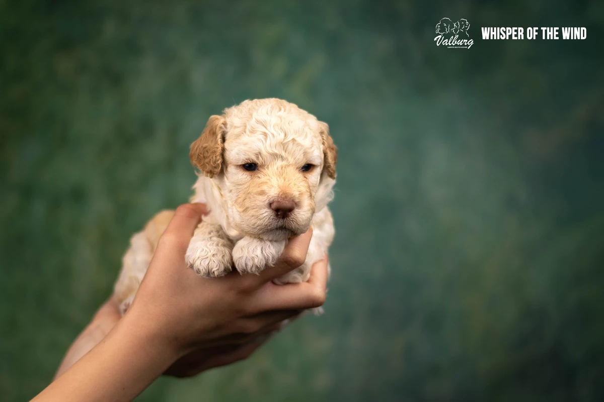 Valburg Lagotto Heaven Whisper Of The Wind