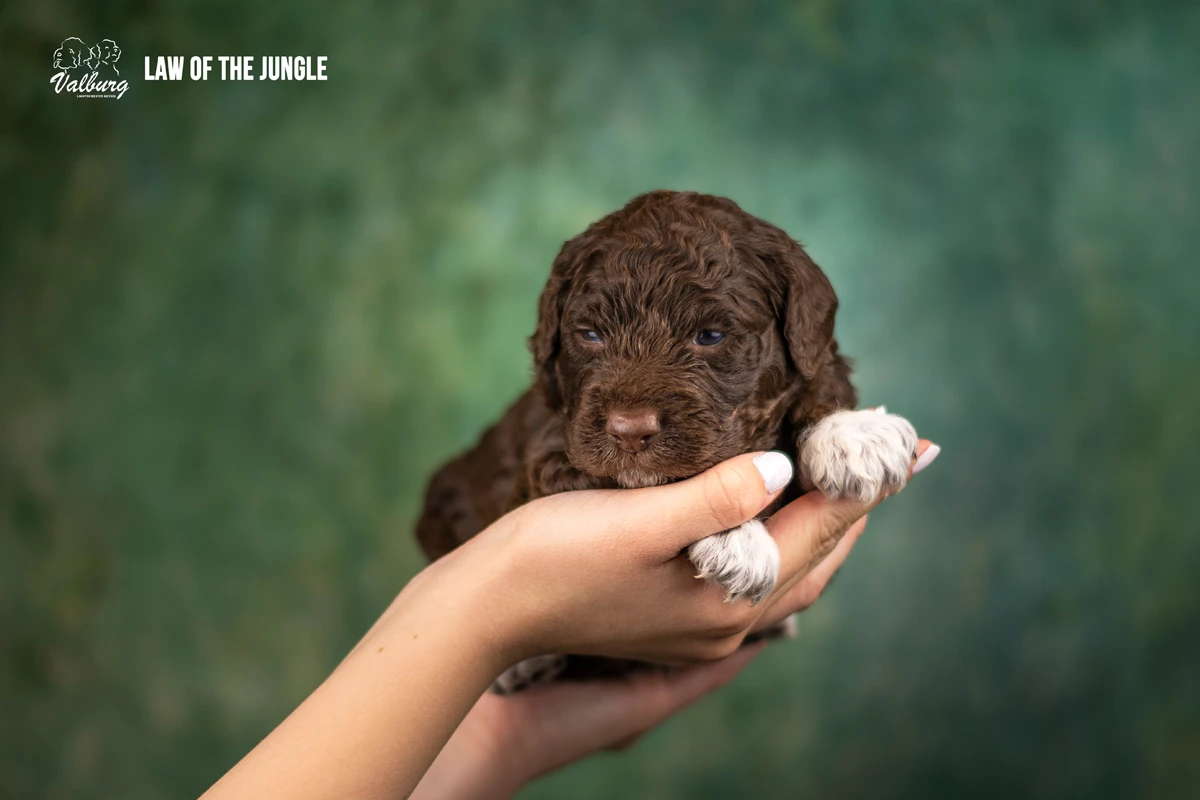 Valburg Lagotto Heaven Law Of The Jungle
