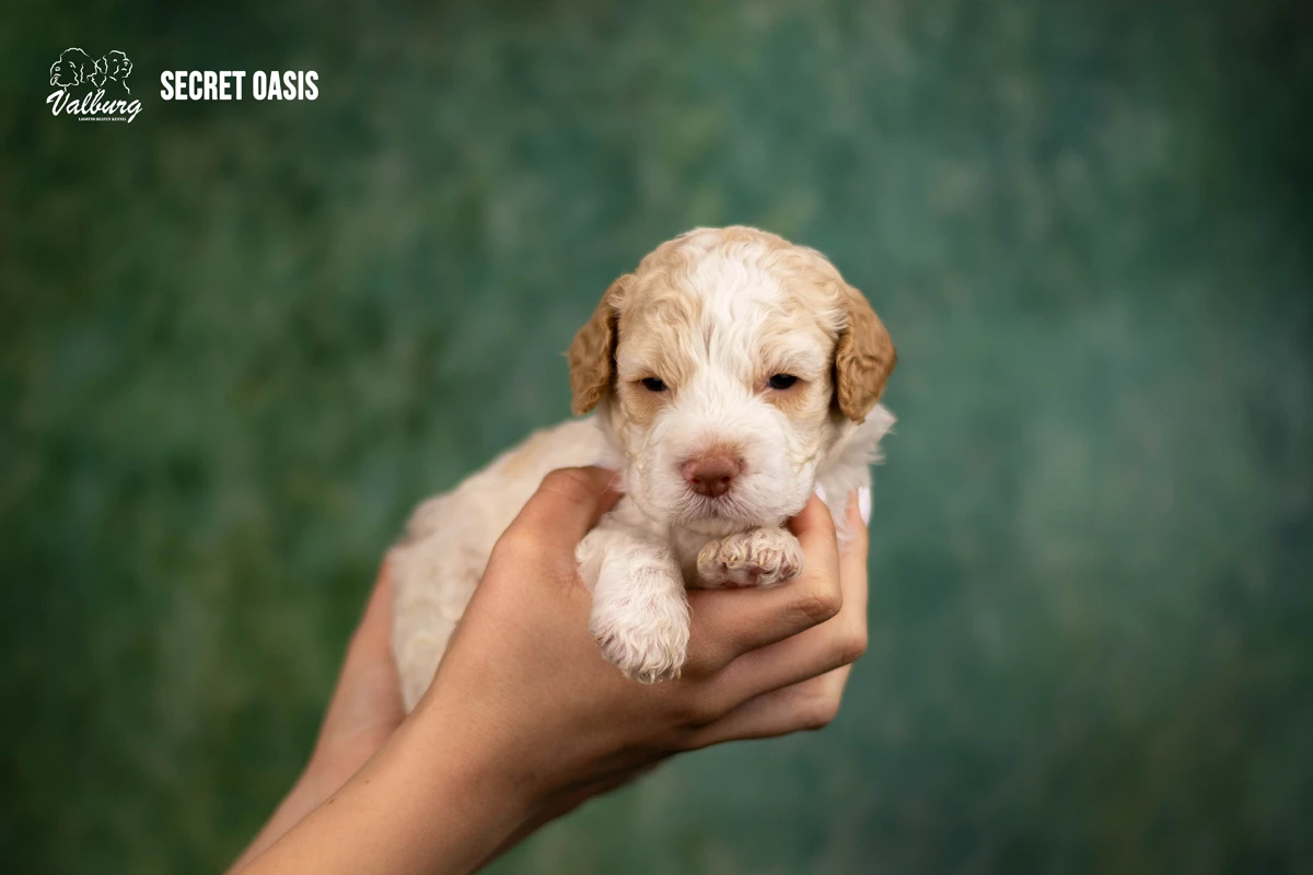 Valburg Lagotto Heaven Secret Oasis