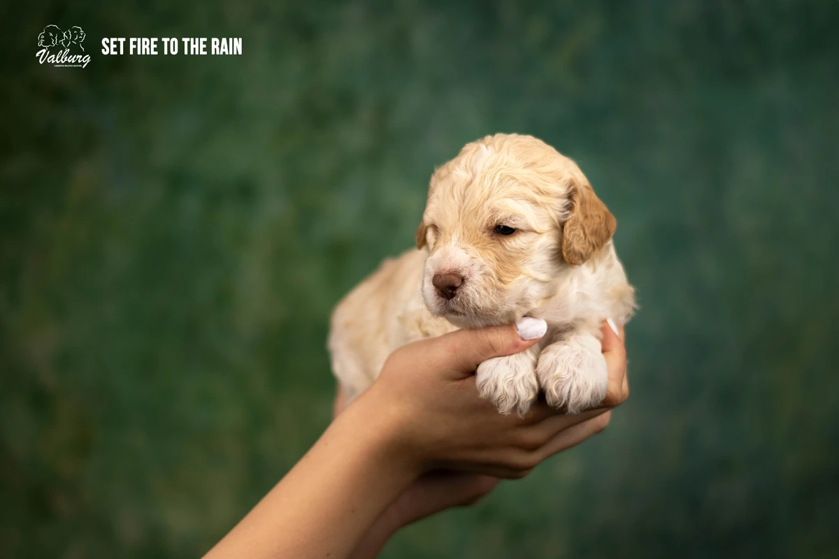 Valburg Lagotto Heaven Set Fire To The Rain