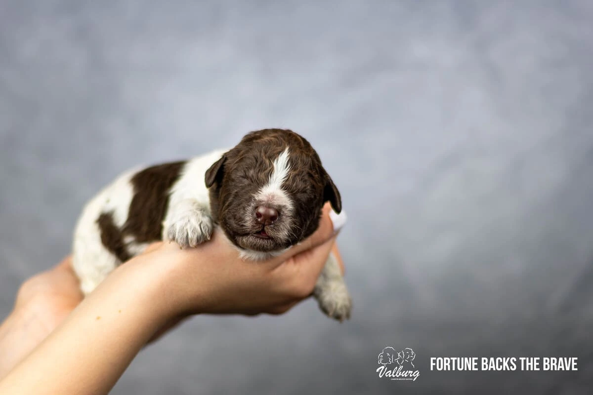 Valburg Lagotto Heaven Fortune Backs The Brave