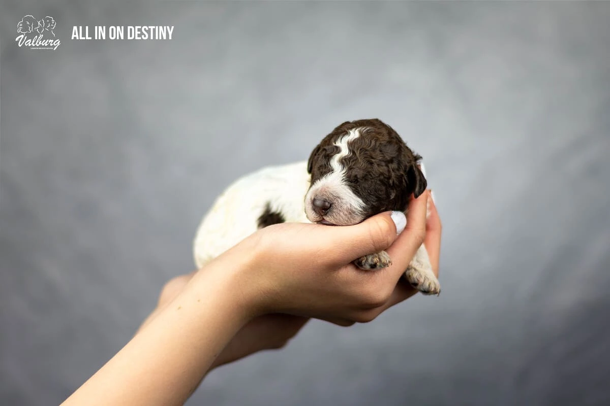 Valburg Lagotto Heaven All In On Destiny
