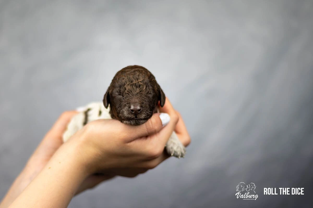 Valburg Lagotto Heaven Roll The Dice