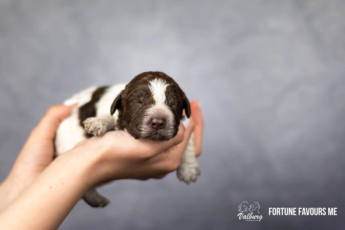 Valburg Lagotto Heaven Fortune Favours Me