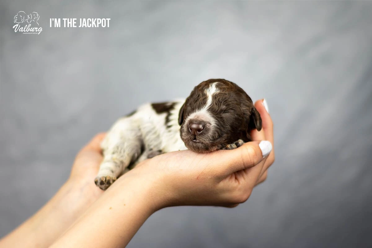 Valburg Lagotto Heaven I'm The Jackpot