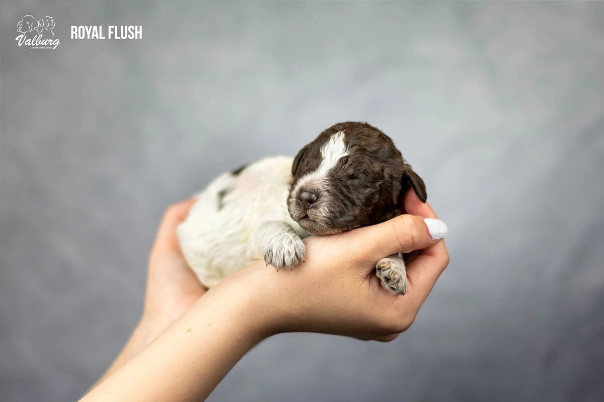 Valburg Lagotto Heaven Royal Flush