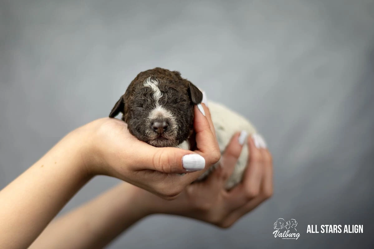 Valburg Lagotto Heaven All Stars Align