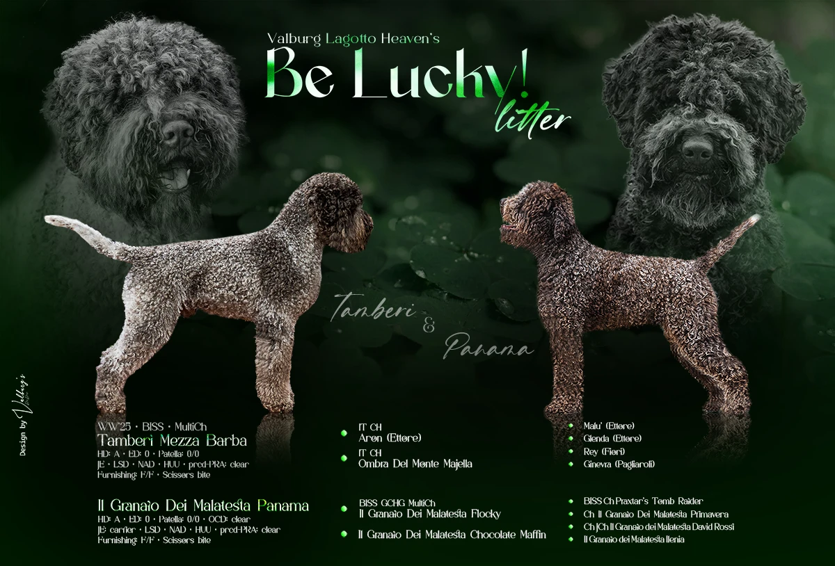 Be Lucky! litter