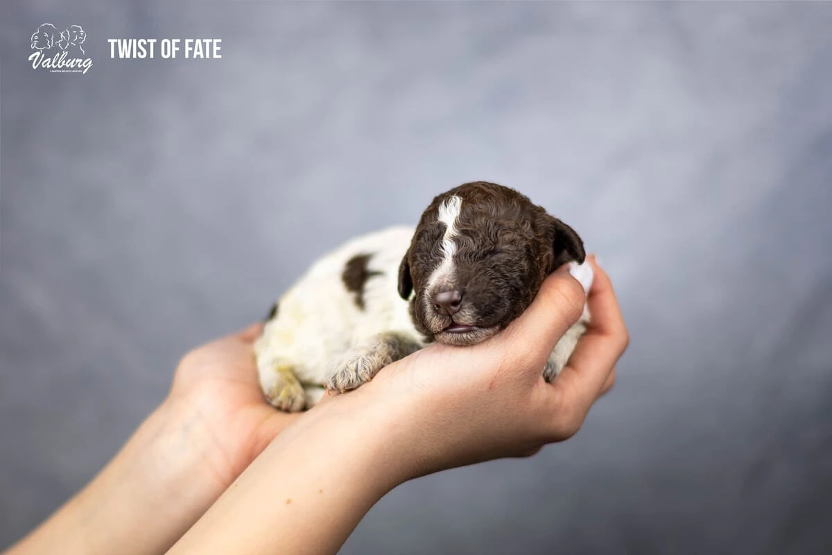 Valburg Lagotto Heaven Twist Of Fate