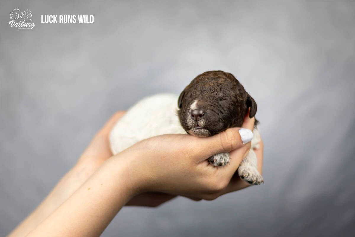 Valburg Lagotto Heaven Luck Runs Wild