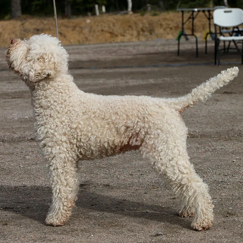 Nambervan Vogue