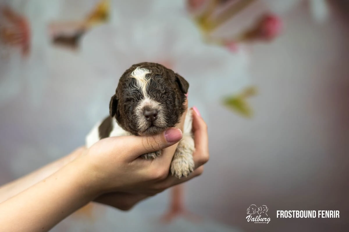 Valburg Lagotto Heaven Frostbound Fenrir