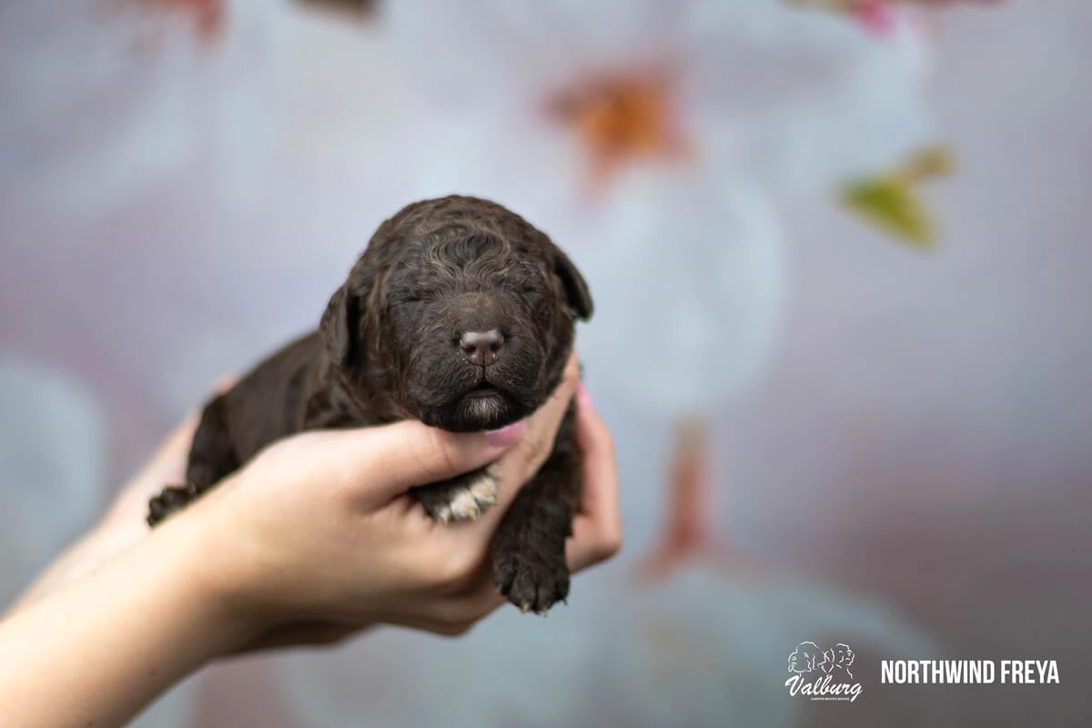 Valburg Lagotto Heaven Northwind Freya