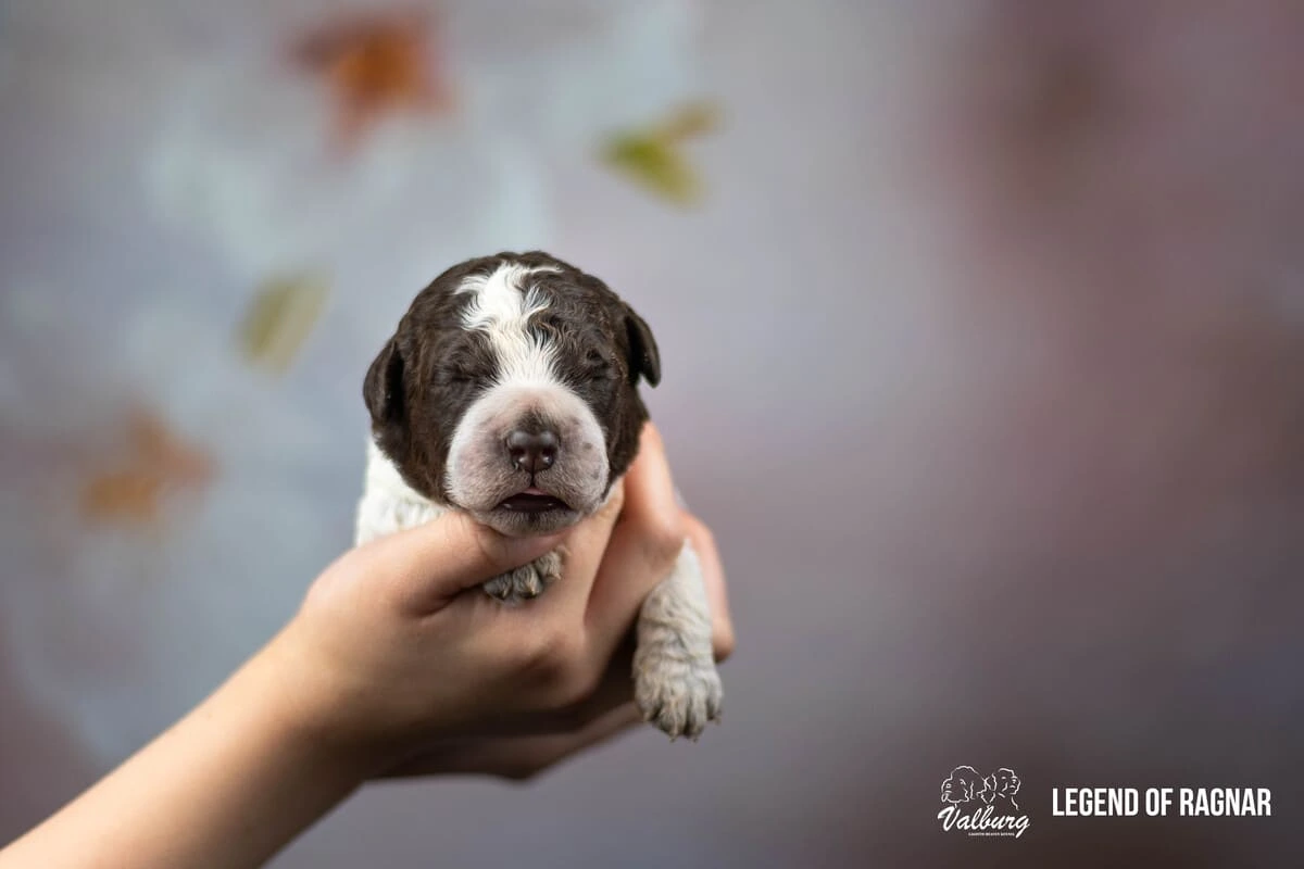 Valburg Lagotto Heaven Legend Of Ragnar