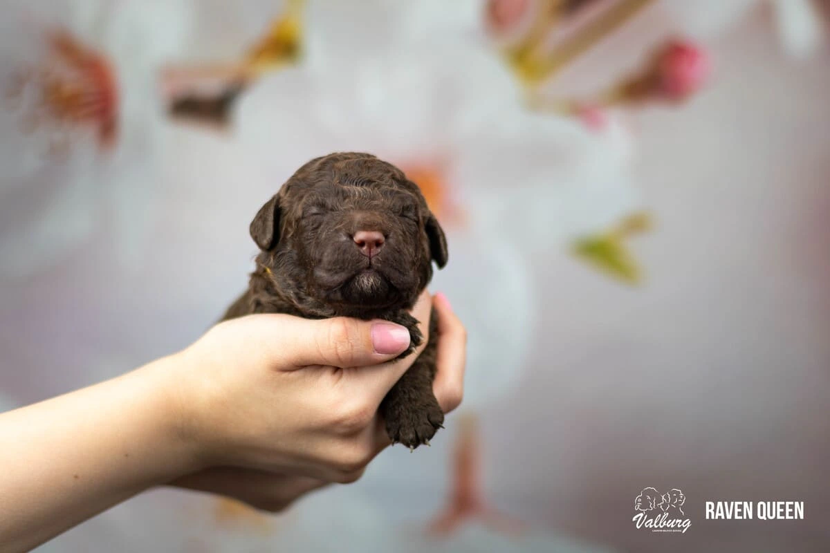 Valburg Lagotto Heaven Raven Queen