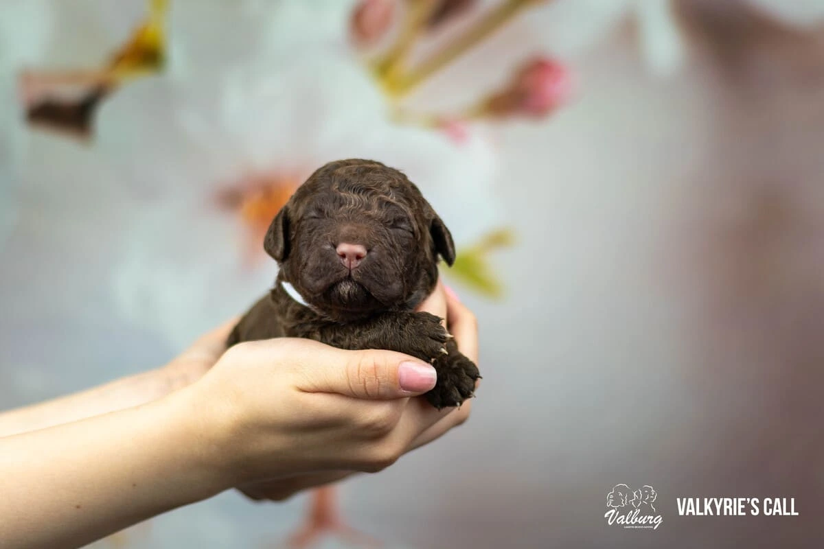Valburg Lagotto Heaven Valkyrie's Call